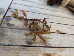 Sargassum fluitans