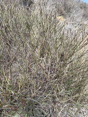 Adolphia californica