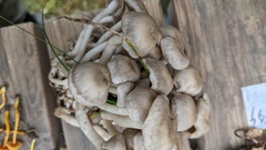 Lyophyllum fumosum