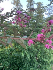 Lagerstroemia