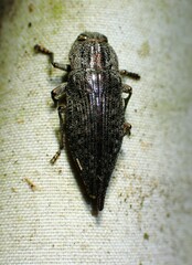 Dicerca tenebrica