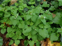 Lamium purpureum