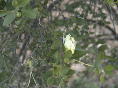 Capparis mitchellii