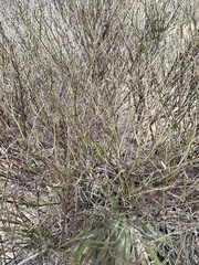 Adolphia californica