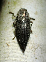 Dicerca tenebrica