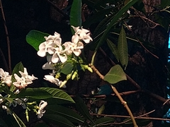 Tabernaemontana catharinensis