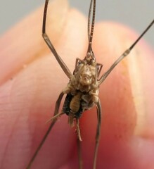 Euhadenoecus puteanus