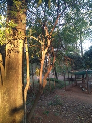 Tabernaemontana catharinensis