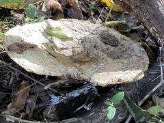 Lactarius controversus
