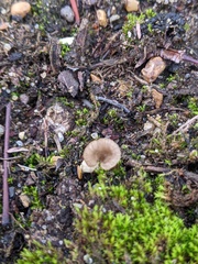 Arrhenia rickenii
