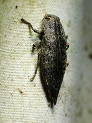 Dicerca tenebrica