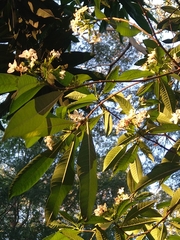 Tabernaemontana catharinensis