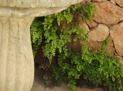 Adiantum capillus-veneris