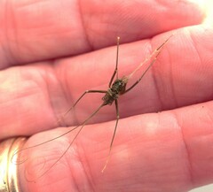 Euhadenoecus puteanus