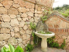 Adiantum capillus-veneris