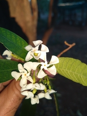 Tabernaemontana catharinensis