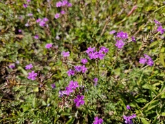 Glandularia aristigera