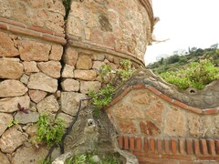 Adiantum capillus-veneris