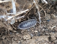 Porcellio hoffmannseggii