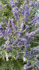 Salvia yangii