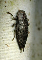 Dicerca tenebrica