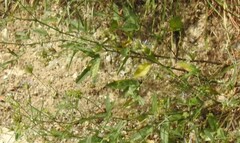 Bituminaria bituminosa