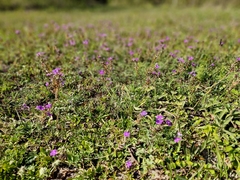 Glandularia aristigera