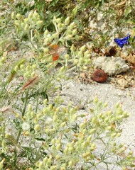 Andryala integrifolia