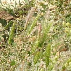 Hordeum murinum