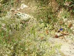 Bituminaria bituminosa