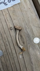 Craterellus cornucopioides