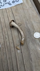 Craterellus cornucopioides