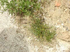 Bituminaria bituminosa