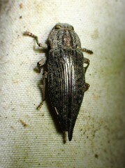 Dicerca tenebrica