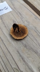 Coltricia cinnamomea