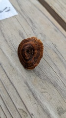 Coltricia cinnamomea