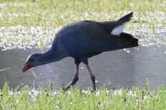 Porphyrio poliocephalus