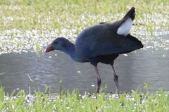 Porphyrio poliocephalus