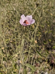 Hibiscus denudatus