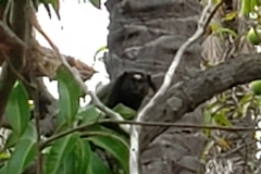 Callithrix penicillata