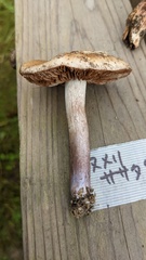 Cortinarius stillatitius