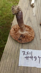 Cortinarius stillatitius