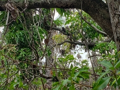 Callithrix penicillata