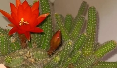 Lobivia silvestrii