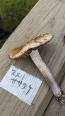 Cortinarius stillatitius