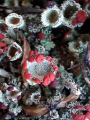 Cladonia pleurota