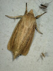 Globia oblonga