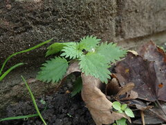 Urtica urens
