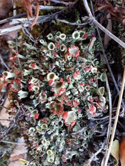 Cladonia pleurota
