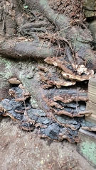 Heterobasidion annosum